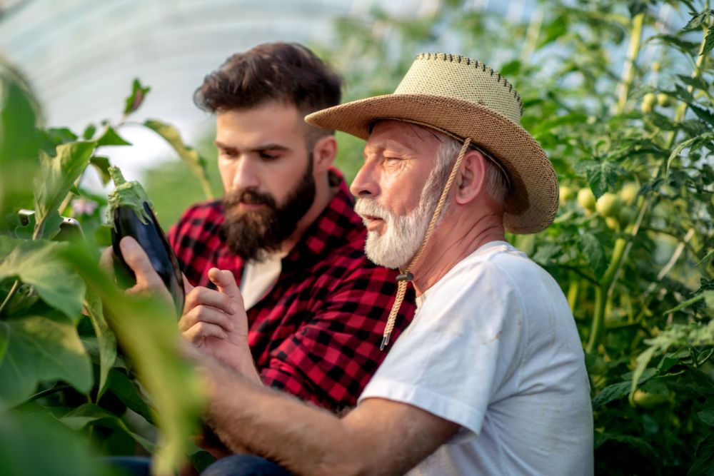 son and his father at farming checking the vegetables, dad wearing sun hat